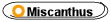 Miscanthus 
